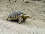 Schildpad op snelheid
