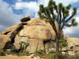 Joshua Tree