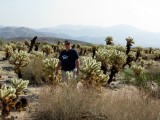 In het cactusgebied Joshua Tree