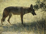 Coyote in Joshua Tree