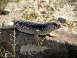 de coloured lizzard