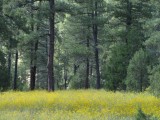 Kaibab National Forest