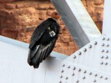 Condor met rugnummer