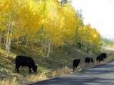 Dixie National Forest