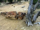versteend hout