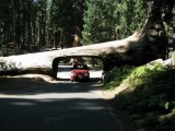 Door de tunnel log
