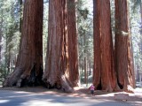 Sequoia 's
