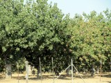 Citrus bomen