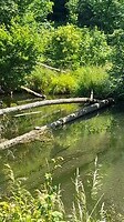 Schildpadden