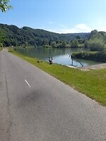Brandganzen met jongen langs het fietspad