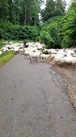 Rustig aan, de schapen worden verweid