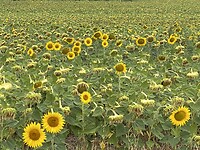 Prachtig die zonnebloem velden.
