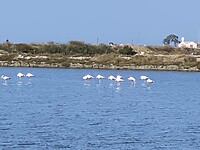 Witte flamingo’s