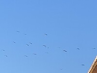 Ooievaars in de lucht.