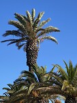 Grote palmboom.