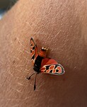 Vlinder die meereist op mijn arm.