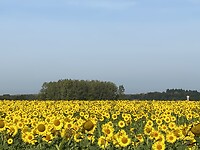 D 114