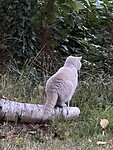 De poes in standje actie