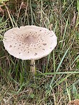 Veel paddenstoelen onderweg