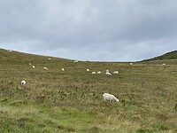 Heel veel schapen onderweg