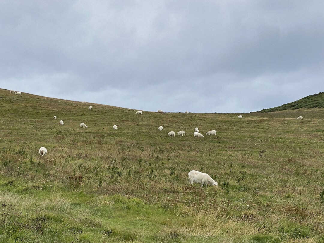 Heel veel schapen onderweg