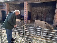 Klaas met de ezels