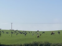 Koeien op de heuvel