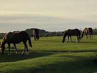 Loslopende paarden in New Forest