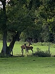 Hertjes