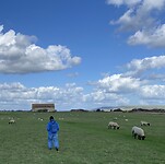 Tussen de schapen en poep
