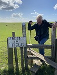 Sheep in field