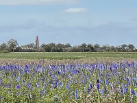 Prachtig paars veld