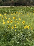 Zonnebloemen