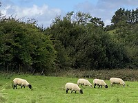 Deze schapen zien we vaak
