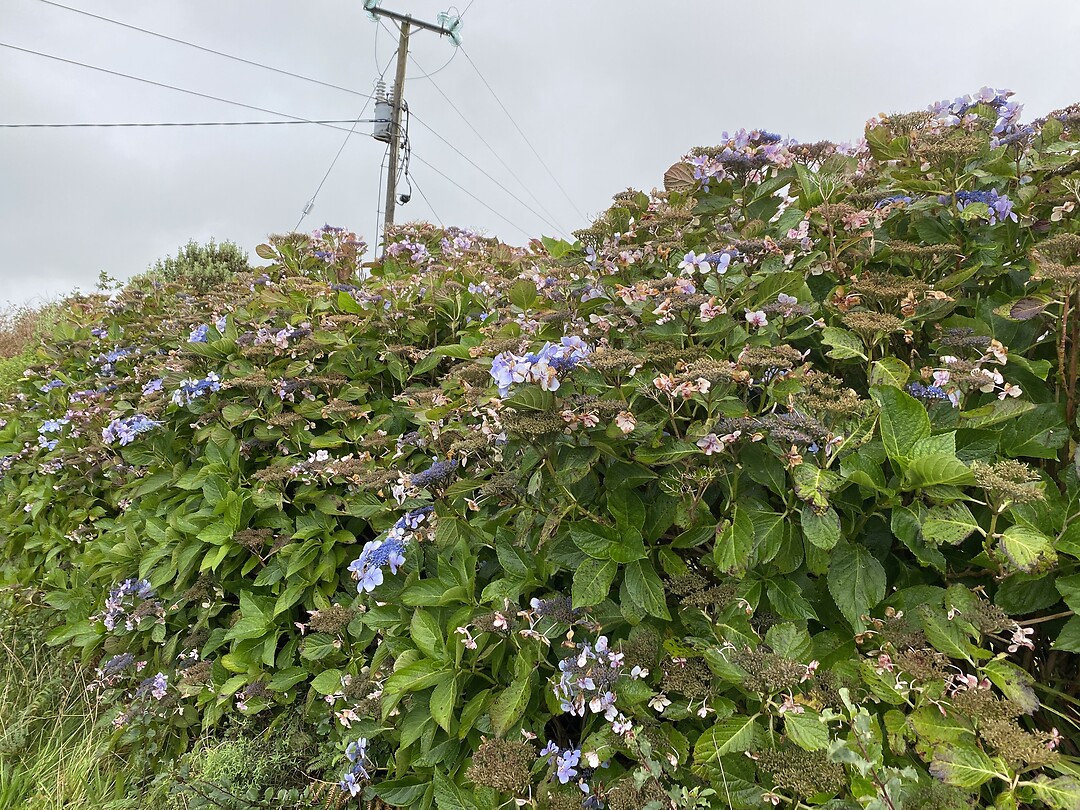 Hortensia”s onderweg