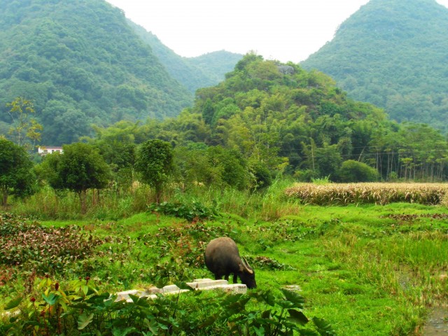 Waterbuffel, Yangshuo
