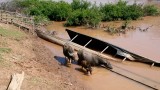 Waterbuffels Don Det