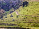 Hardlopen over Coromandel coastal walkway
