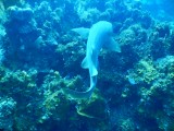 Nurse shark