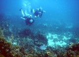 Duiken met nurse shark