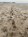 IMG_9334