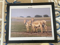 IMG_9345