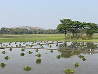 IMG_9964