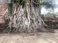 Heilige boom Ayutthaya