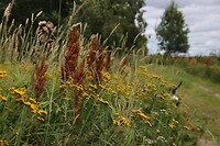 IMG-20220809-WA0011
