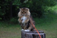 IMG-20220822-WA0017