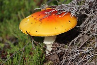 IMG-20220823-WA0021