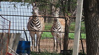 Zebras, aan alles is gedacht