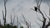 Bald eagle