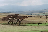 Ethiopie-typische boom